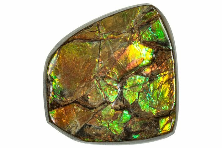 Iridescent Ammolite (Fossil Ammonite Shell) - Orange/Green #310317